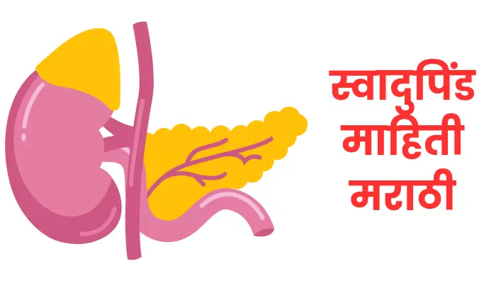 pancreas in marathi